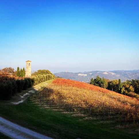 Tizzano Winery wineyards -Tita Italian