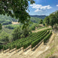 Borgo Maragliano vineyards
