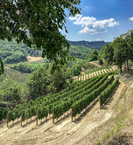 Borgo Maragliano vineyards
