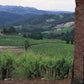  Cantine Bove Vine Yards - Tita Italia