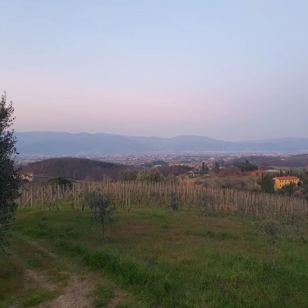 Casalcolle wine yards - Tita Italian