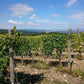Castello di Romitorio Vineyards - Tita Italian