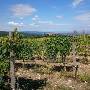 Castello di Romitorio Vineyards - Tita Italian