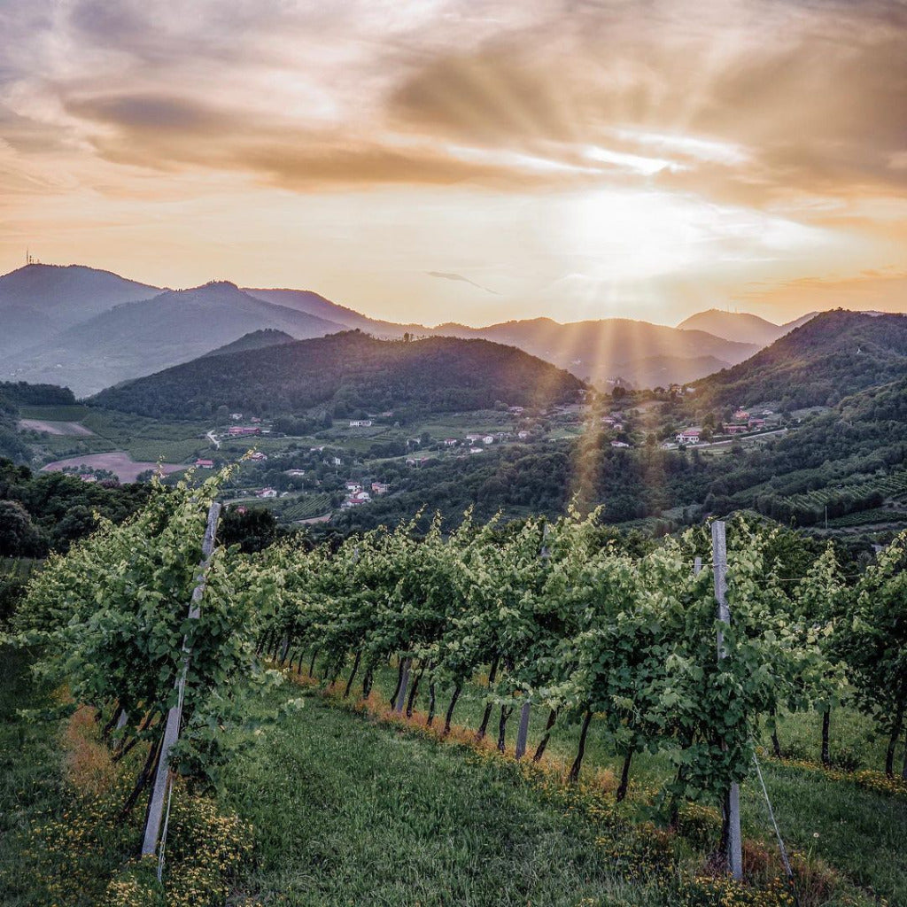 Shop | Prosecco DOC Colli Euganei | Buy Tita Italian- Tita Italian