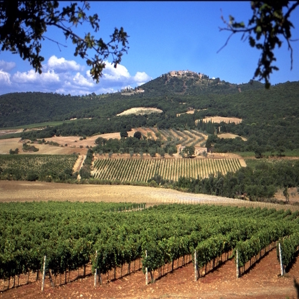 Collosorbo DOCG vineyards - Tita Italian