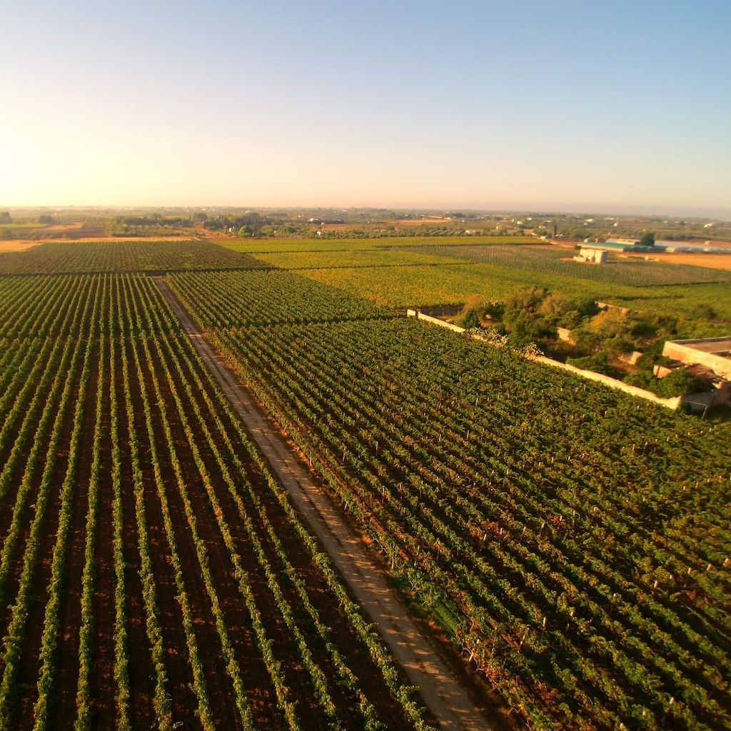  De Falco vinery vineyards - Tita Italian