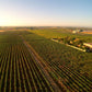  De Falco vinery vineyards - Tita Italian