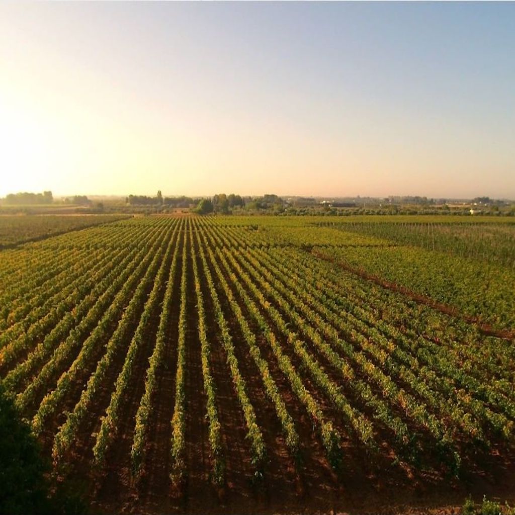  De Falco vinery vineyards - Tita Italian