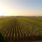  De Falco vinery vineyards - Tita Italian