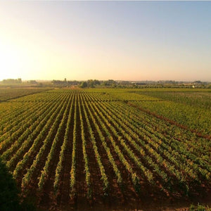  De Falco vinery vineyards - Tita Italian