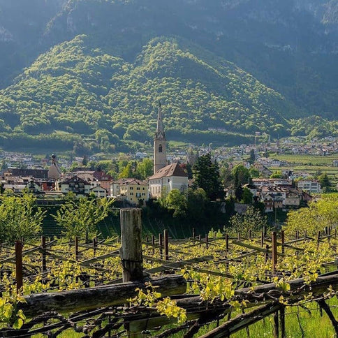 Erste+Neue wineyards - Tita Italian