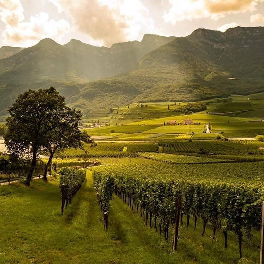 Erste+Neue wineyards - Tita Italian