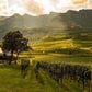 Erste+Neue wineyards - Tita Italian