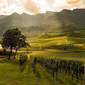 Erste+Neue wineyards - Tita Italian