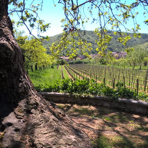 La Sinta winery wine yards - Tita Italian