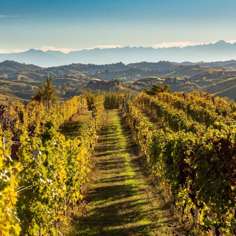 Monchiero Carbone wine yards - Tita Italian