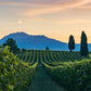Vineyards of Le Creete in San Benedetto di Lugana, source of Trebbiano di Lugana grapes