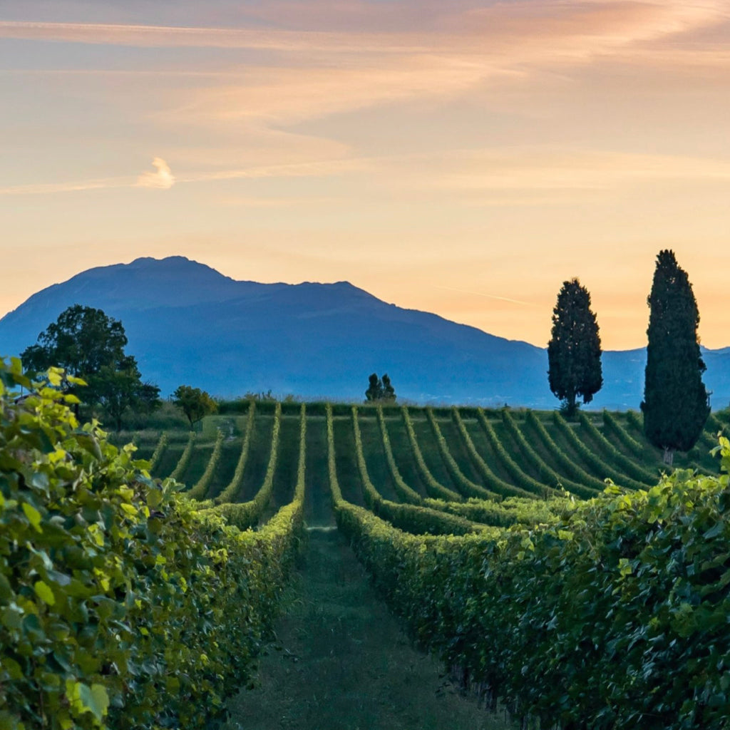 Vineyards of Le Creete in San Benedetto di Lugana, source of Trebbiano di Lugana grapes
