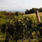 White clay-rich vineyards used to produce Le Creete Lugana DOC wine