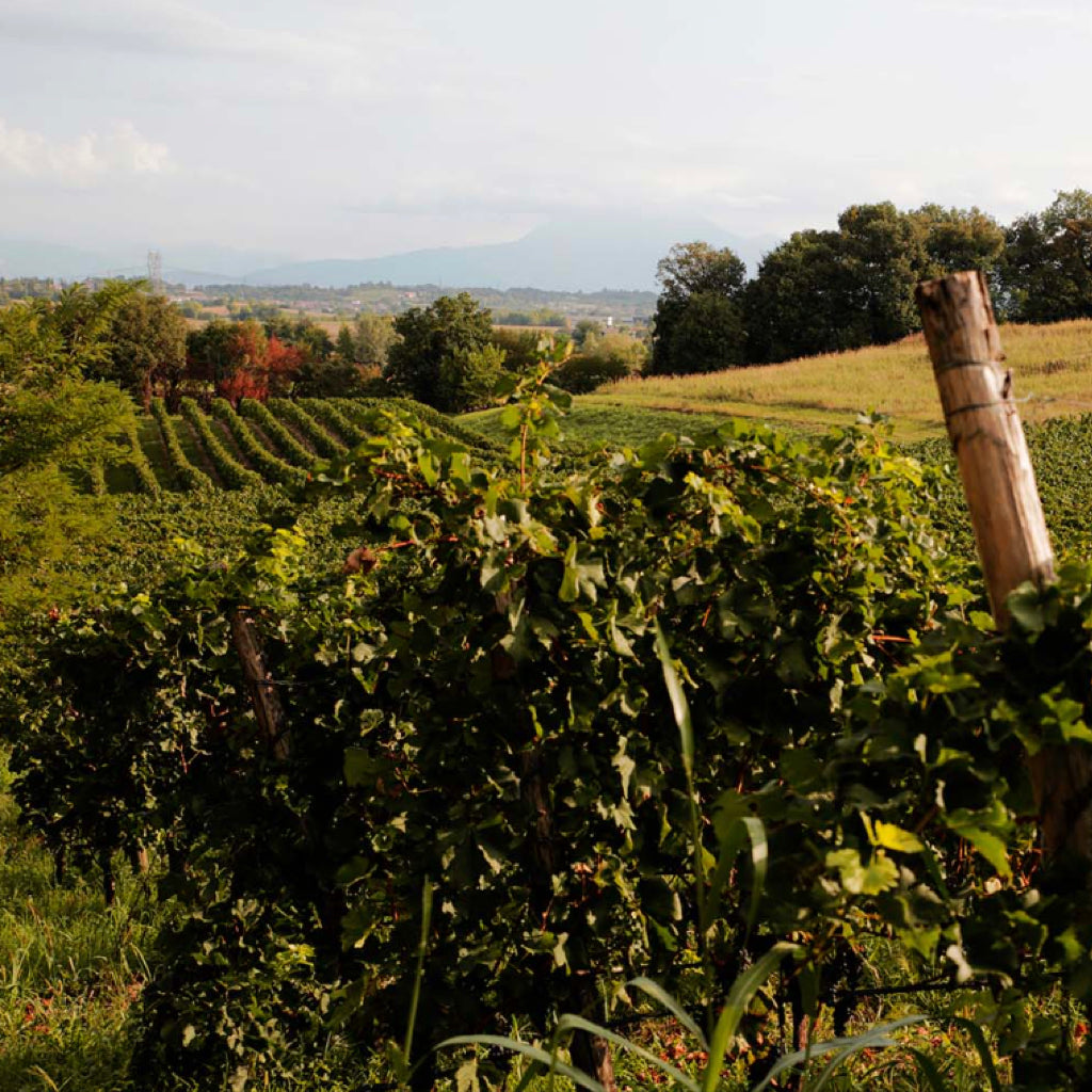 White clay-rich vineyards used to produce Le Creete Lugana DOC wine