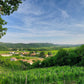 Petrusa wineyards  - Tita Italian