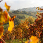 Puianello reggiano wine yards - Tita Italian