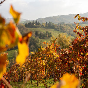 Lambrusco D.O.C Grasparossa Puianello