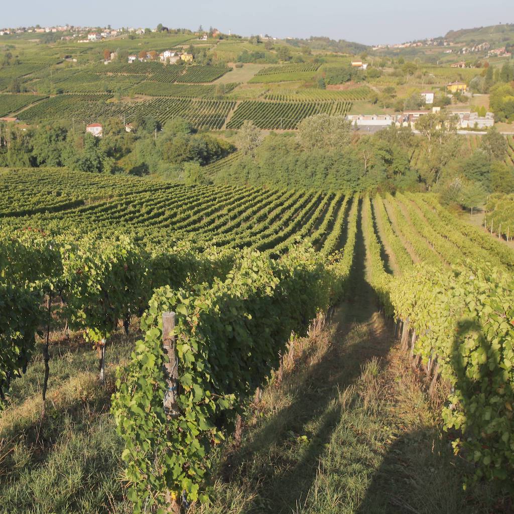 Prosecco DOC Victoria Vigne Olcru - Tita Italian