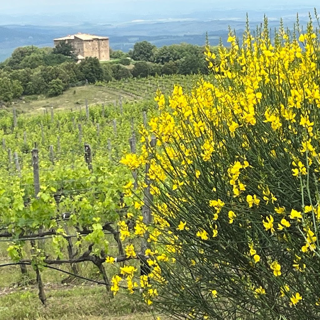Castello di Romitorio Vineyards - Tita Italian