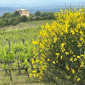 Castello di Romitorio Vineyards - Tita Italian