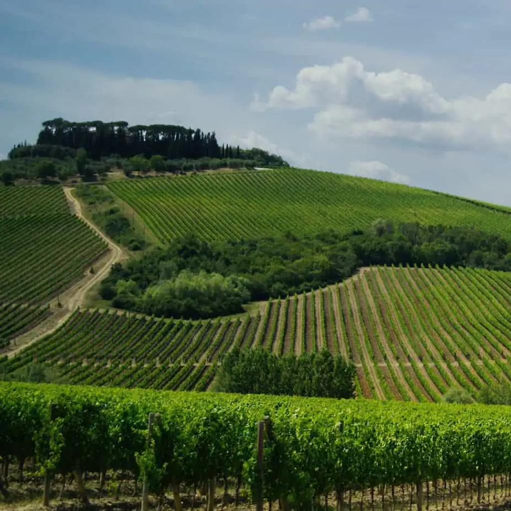 Castello di Romitorio Vineyards - Tita Italian