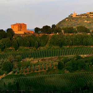 Castello di Romitorio Vineyards - Tita Italian