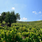 Sibiliana Vinery teritory - Tita Italian
