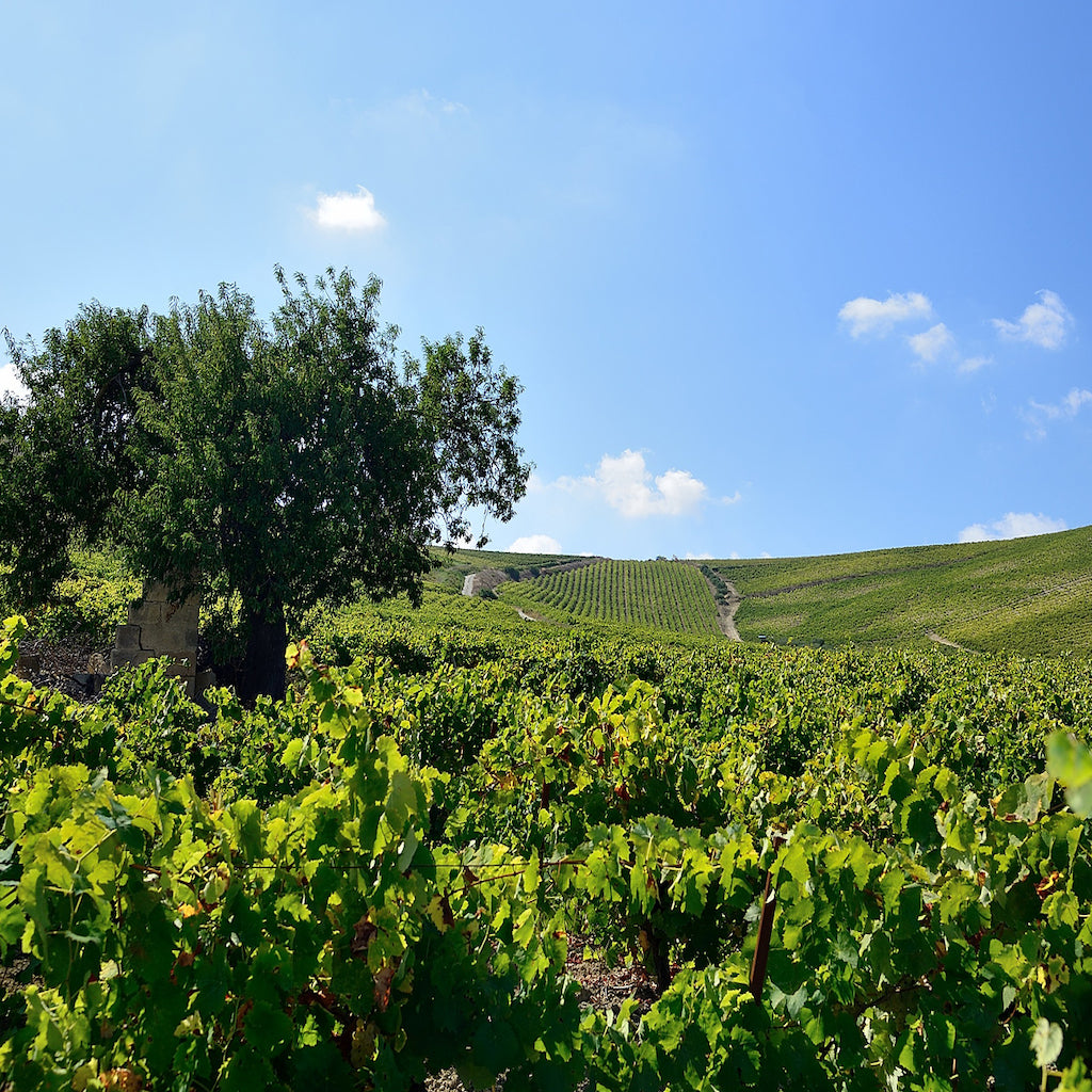 Sibiliana Vinery teritory - Tita Italian