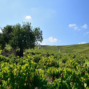 Sibiliana Vinery teritory - Tita Italian