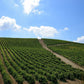 Sensale Bio Nero D'Avola DOC Sibiliana vineyards - Tita Italian