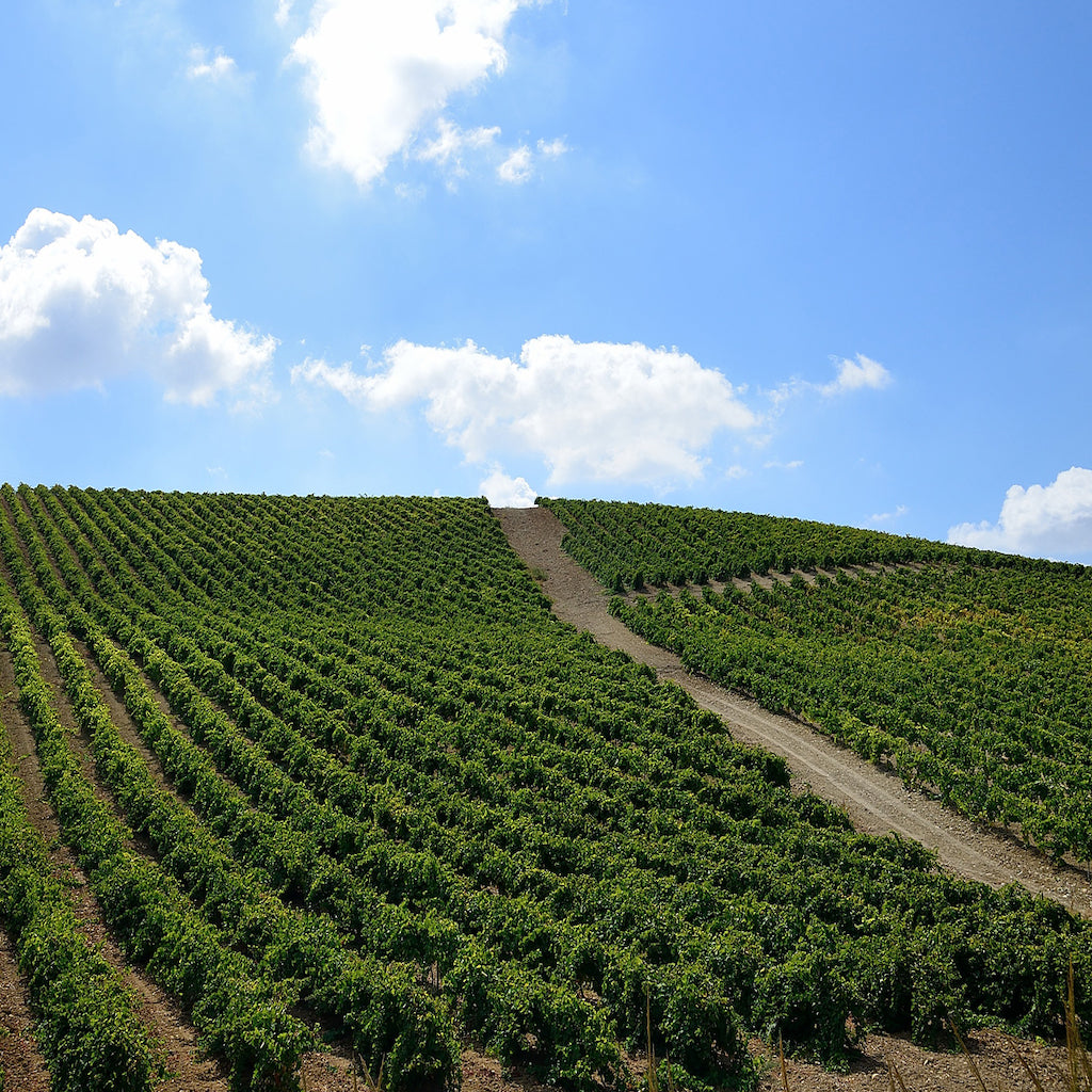 Sibiliana Vinery vineyards - Tita Italian