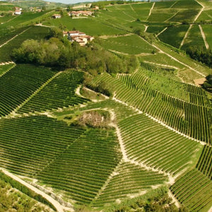 Timorasso vineyard in the Colli Tortonesi hills, Sordo winery, Piedmont, Italy