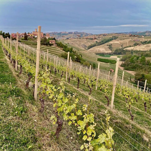 sordo wine yards - Tita Italian
