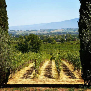  Tenuta di Gracciano della Seta vineyards - Tita Italian