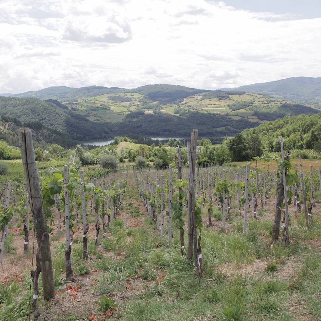 Brut Cuvee VictoriA OLCRU Vineyards