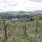 Brut Cuvee VictoriA OLCRU Vineyards