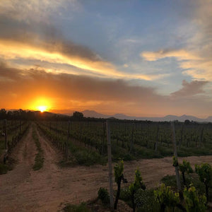 Vigneti Zanatta Vinery vineyards - Tita Italian