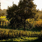 Capua Vinery Vineyards - Tita Italian