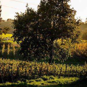 Capua Vinery Vineyards - Tita Italian