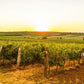 Castelli del Grevepesa vineyards - Tita Italian
