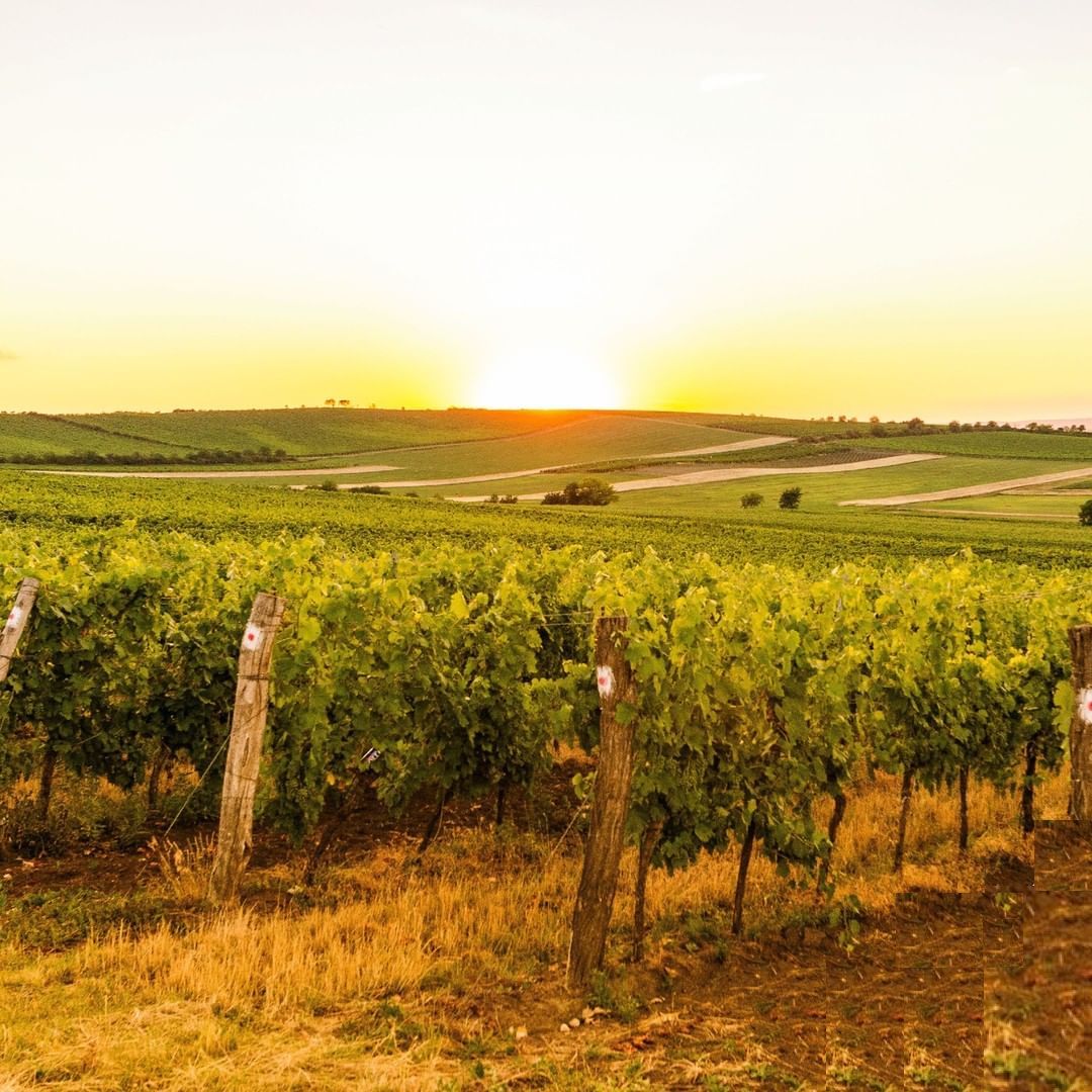Castelli del Grevepesa vineyards - Tita Italian