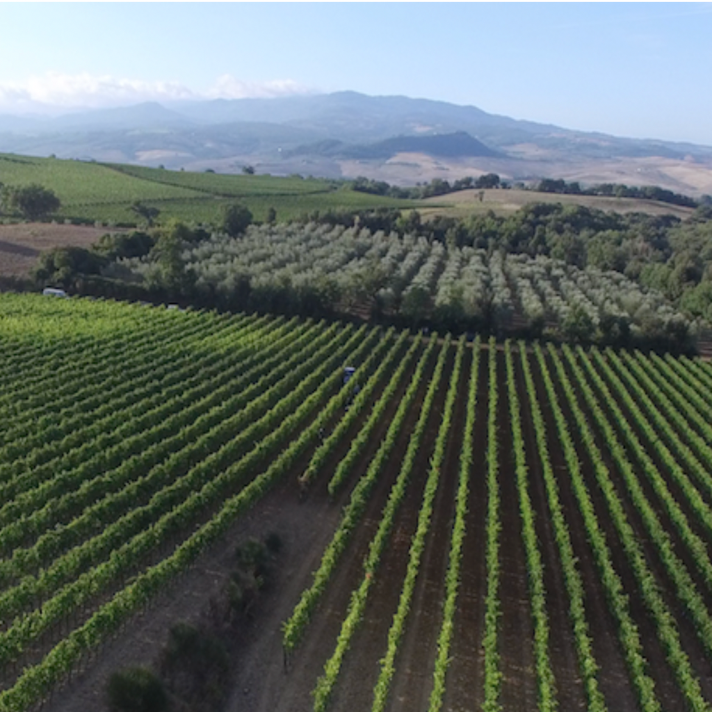 collosorbo vineyards_tuscany_italy