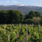 Navigabile Etna Rosso D.O.C Ayunta
