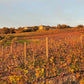 Lupo Bianco Super Tuscan Tenuta L'Impostino
